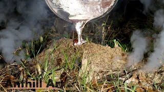 Casting an Ant Colony on a Log with Aluminum Cast 116 [upl. by Saks634]