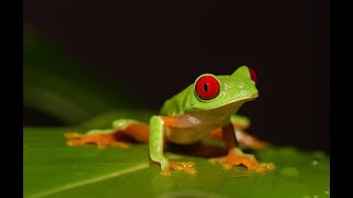 LEJANO ORIENTE  Documental Naturaleza HD 1080p  Grandes Documentales [upl. by Quin26]