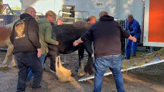 Pferdetransporter warten Zuidlaardermarkt NL wohin geht die Reise 17 102023 [upl. by Rehposirhc]