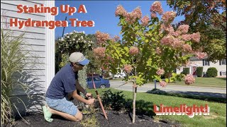 How to Stake Up a Leaning LimelightPanicle Hydrangea Tree🌸 [upl. by Neal]