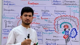 Structure and functions of human Brain in Pashto class 12 CNS Human brain parts MDCAT Biology [upl. by Damalis773]