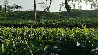 Ispahani tea Garden Srimangal [upl. by Orfield]