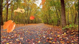 Autumn Leaves FallingBlowing From Trees on a Windy Fall Day  Relaxing AmbienceFREE Stock Footage [upl. by Aicirtac]