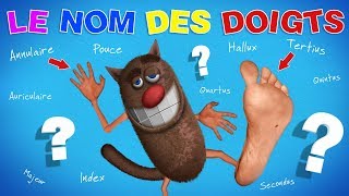 Foufou  Le Nom Des Doigts Learn Fingers names for Kids 4K [upl. by Martguerita112]