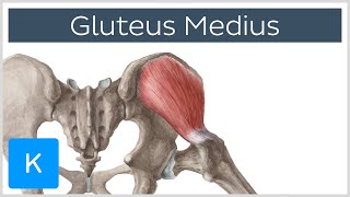 Gluteus Medius Muscle Origin Insertion Innervation amp Function  Anatomy  Kenhub [upl. by Ives450]