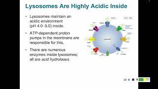 Protein Trafficking 6 Coated Vesicles Endosomes and Lysosomes [upl. by Kariotta176]