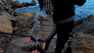 This is how you make pilota bait for winter fishing [upl. by Lucretia]