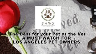 Why Should You Request Paws Pet Cremation At Your Vet [upl. by Nesilla]