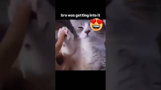 Subiendo memes de gatos parte 5 gatos [upl. by Orteip943]