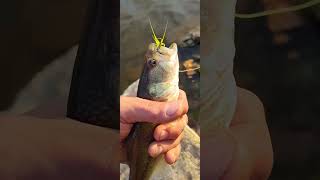 Small Bass Fish 4 of 7 Saturday Fishing [upl. by Letch]