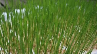 Weizengras anbauen ernten und verarbeiten  Weizengrassaft [upl. by Banks]