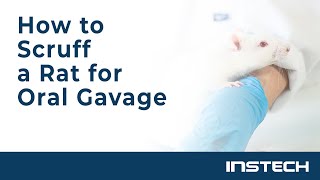 How to Scruff a Rat for Oral Gavage [upl. by Ammej]