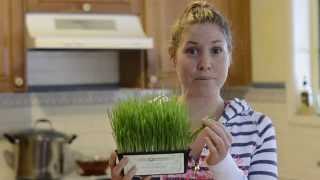 Day 21 of 30 Incurables Program  Wheatgrass Juice Recipe [upl. by Musihc]