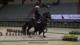 Gran Campeonato De Caballos Trochadores Galoperos Exposabana Grado A 2016 [upl. by Atinele]