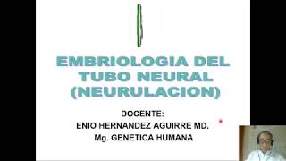 Embriología del Tubo Neural NEURULACION [upl. by Ash424]