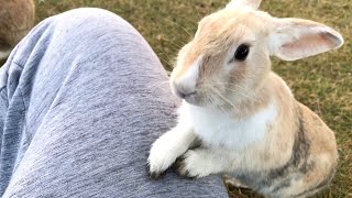 A friendly rabbit really likes humans too much [upl. by Arvind]