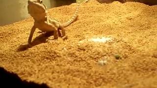 Baby Bearded Dragon Eats beardeddragon pets baby [upl. by Evoy267]