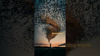 Starlings swirl in unison a breathtaking aerial ballet [upl. by Aihsilef]