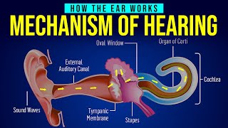 HOW THE EAR WORKS  MECHANISM OF HEARING  Human Ear Structure  Animation [upl. by Annaitsirk]