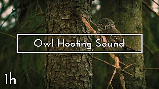 Owl Hooting Sound  1 hour [upl. by Eldridge786]