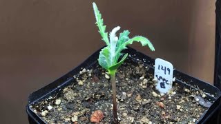 Banksia  How to germinate from seed and grow australian banksia [upl. by Edwine28]