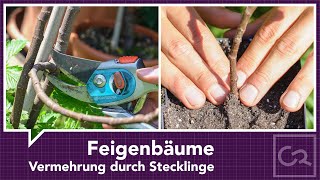 Feigenbäume – Vermehrung durch Stecklinge [upl. by Aztiram]