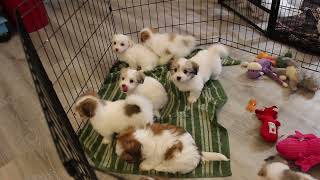 Coton de Tulear Puppies For Sale  Kaley  112823 [upl. by Notgnirrac]