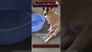 Rescue Animals Save Animals 🙏Donate for Animals Streetanimals Dog rescue [upl. by Anaerda]