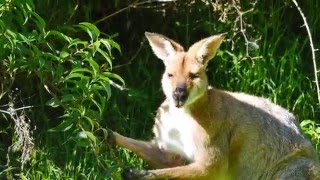 Rednecked Wallaby Macropus rufogriseus banksianus feeding on leaves [upl. by Rasmussen]