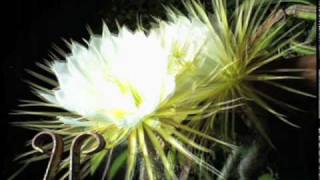 Nightblooming cereus cactus flower timelapse [upl. by Ammon885]