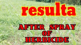 resulta nuong inisprayan ng herbicide plus 24D farmer MG [upl. by Neevan]