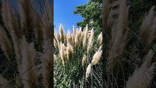 Pampas grass パンパスグラスplant [upl. by Nulubez]