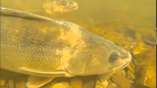 Walleye in Conesus Lake Marsh [upl. by Petracca]