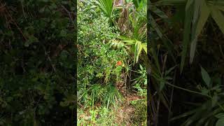 Tall Pine Trees Saw Palmetto amp Gulf Fritillary Butterfly at Econ River Wilderness Area Oviedo [upl. by Harcourt56]