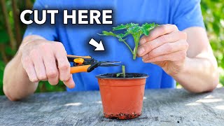 This Will Change the Way You Grow Tomatoes [upl. by Sadye]