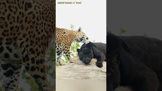 अगर इस beautiful jaguar couple 🐆 की love story capture नही hoti तो इसे koi nahi जानता😍🥹 [upl. by Adnarrim]