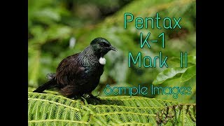 Pentax K 1 Mark II Sample Image [upl. by Wilden870]