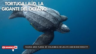 🐢 Tortuga Laud El gigante del océano tortugalaud turtle caribe naturaleza biodiversidad [upl. by Tnahsarp310]