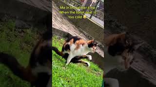 Me in the winter time 😂 youtubeshorts catshorts funny meme subscribe shortvideo wintertime [upl. by Mellar]