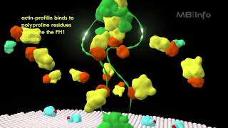 Formin mediated actin nucleation and filament assembly [upl. by Moscow]