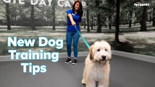 Dog Training in hindi  How to train Basicadvanceperfect STAY to your Dog  Rocky bhai Session 3 [upl. by Sirah470]