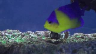 Marine Angelfish Tank 2010 [upl. by Ikkela]