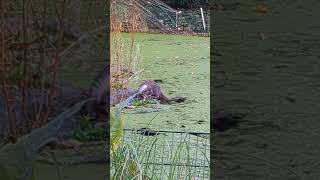 Schauen Sie wie gerne dieser Otter Fisch frisst 😍😍😍 otter выдра [upl. by Stratton]