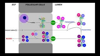 Thyroid Hormones  Biosynthesis amp Pharmacology [upl. by Nauqas]