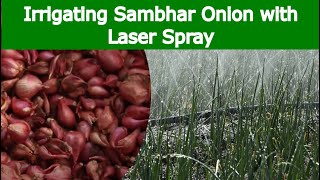 SAMBHAR ONION – Irrigation with Laser Spray Rain Pipe  Rain Hose [upl. by Verine]