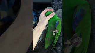 Eclectus Parrot [upl. by Arreip72]