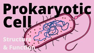 Structure and Function of a Prokaryotic Cell Bacteria [upl. by Renrag]