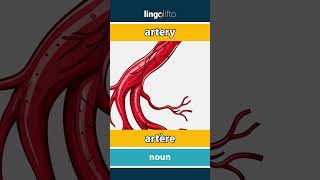 🇬🇧🇫🇷 artery  artère  vocabulary builder  learn English  apprenons langlais [upl. by Yrrol]