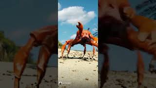 Crab dance [upl. by Roswell]