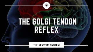 What is the Golgi Tendon Reflex [upl. by Arahas]